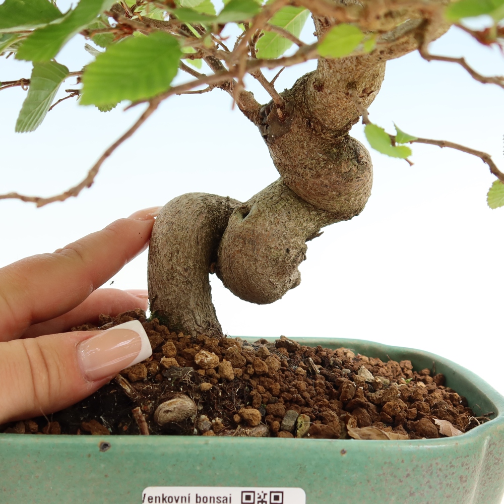 Bonsaï d'extérieur -Carpinus Coreana - Charme de Corée