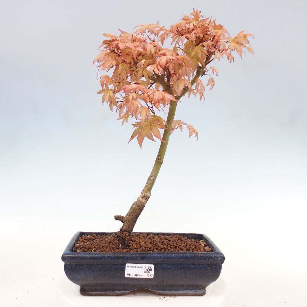 Érable de Norvège - Acer palmatum Beni Tsukasa