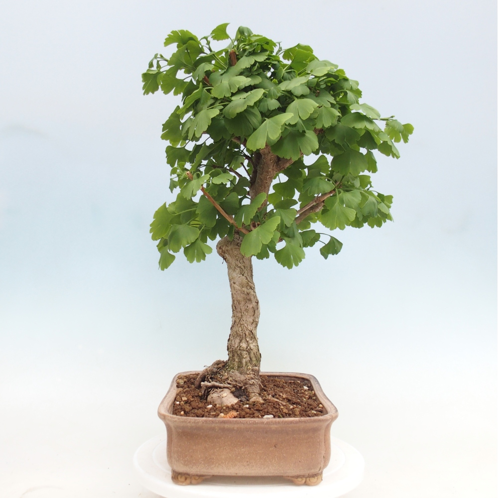 Bonsaïs d'extérieur - Ginkgo biloba - Ginkgo biloba