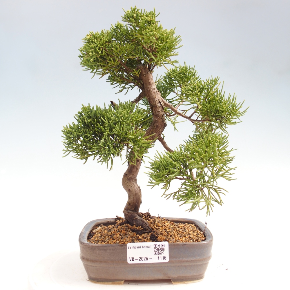Bonsaï d'extérieur - Juniperus chinensis Kishu