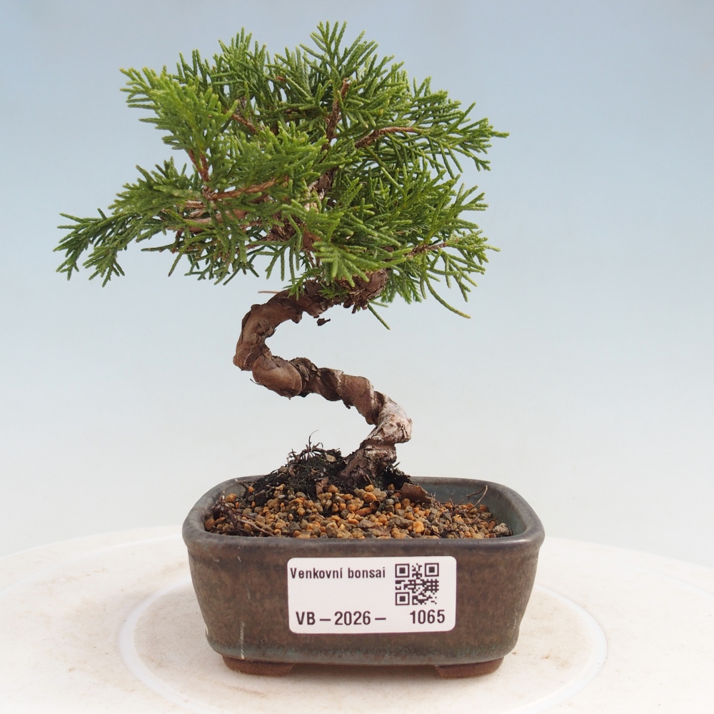 Bonsaï d'extérieur - Juniperus chinensis Kishu