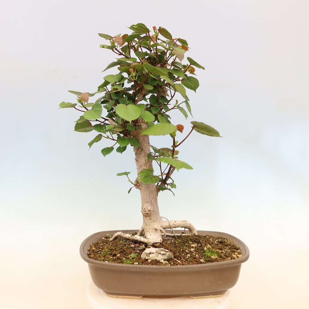Bonsaï d'intérieur - Hibiscus tiliaceus - Hibiscus de mer