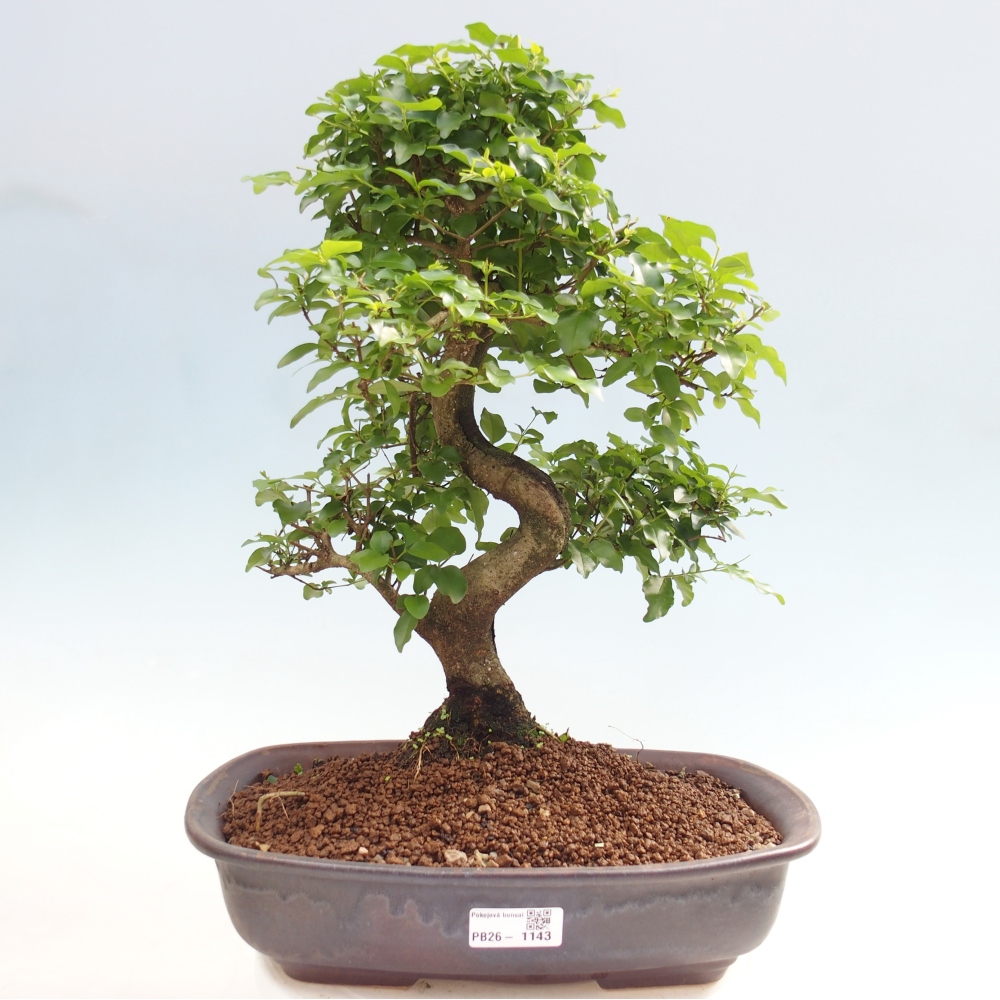 Bonsaï de chambre -Ligustrum chinensis - Bec d'oiseau