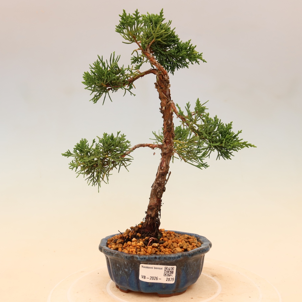 Bonsaï d'extérieur - Juniperus chinensis Kishu