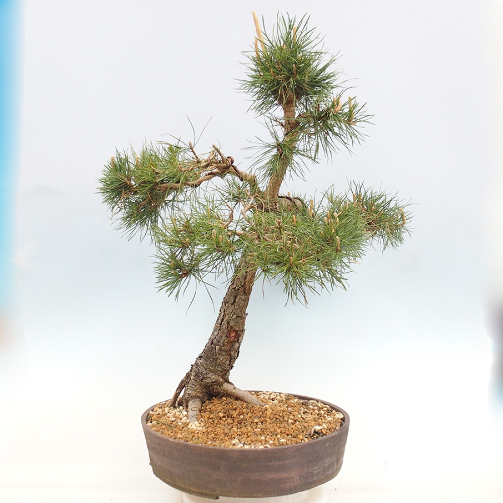 Bonsaï d'extérieur - Pinus thunbergii - Pin de Thunberg