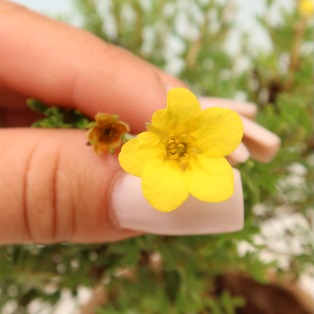 Bonsaï d'extérieur - Potentille arbustive - Potentilla fruticosa Goldkissen