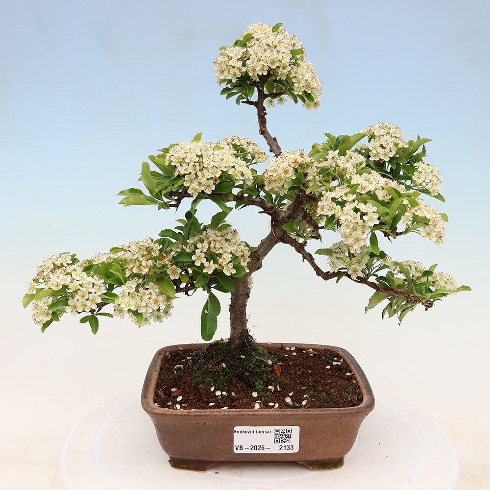 Bonsaï d'extérieur - Pyracantha teton - Pyracantha écarlate
