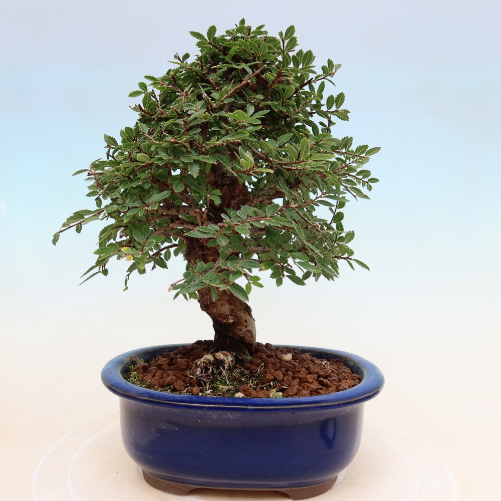 Bonsaï d'extérieur - Zelkova - Zelkova NIRE