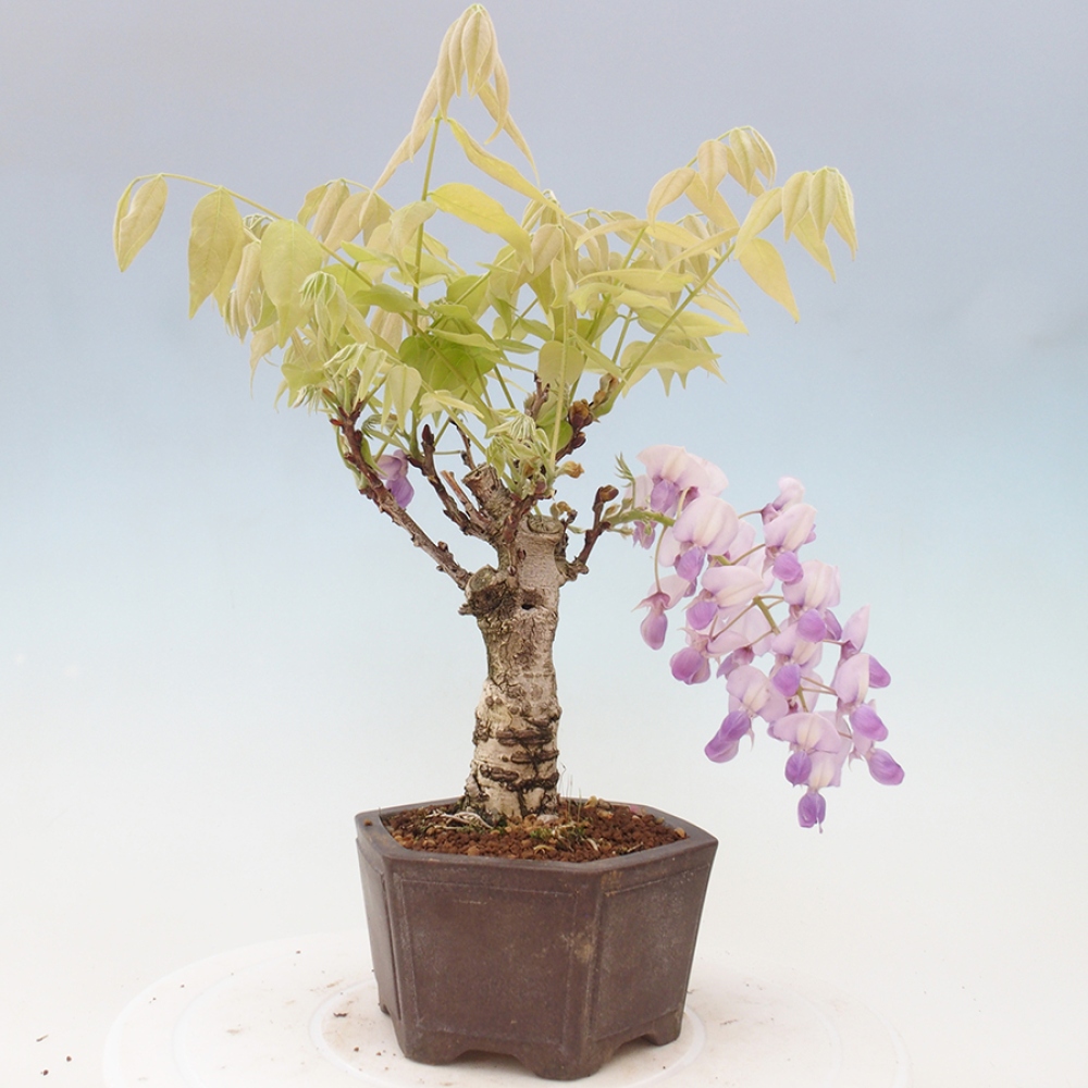 Bonsaï d'extérieur - Wisteria floribunda