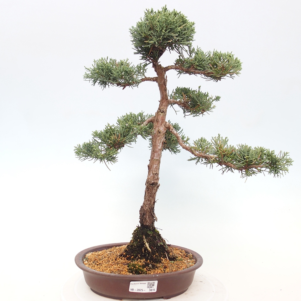 Bonsaï d'extérieur - Juniperus chinensis Kishu