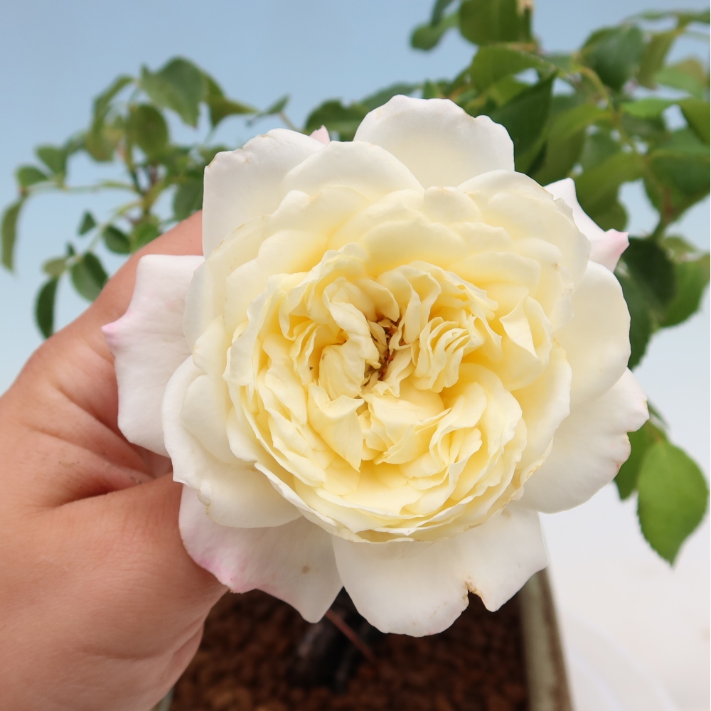 Bonsaï d'extérieur - Rosa Kordes - rose