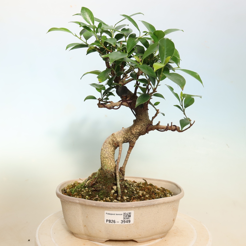 Salle bonsaï - Ficus kimmen - ficus à petites feuilles