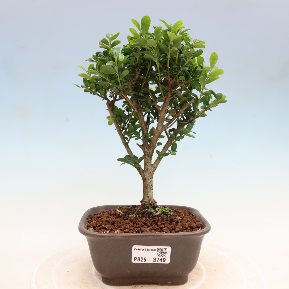 Bonsaï de chambre - Ilex crenata - Houx