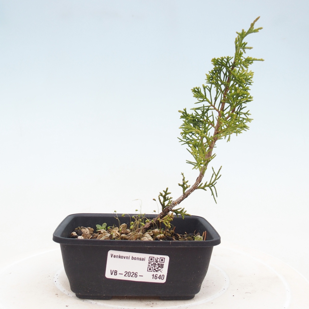 Bonsaï d'extérieur - Juniperus chinensis Itoigawa