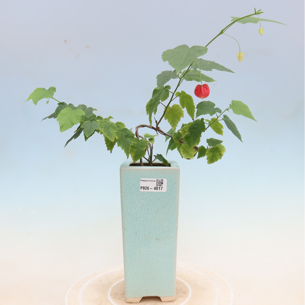 Bonsaï d'intérieur - Abutilon Big Bell - Cloudberry