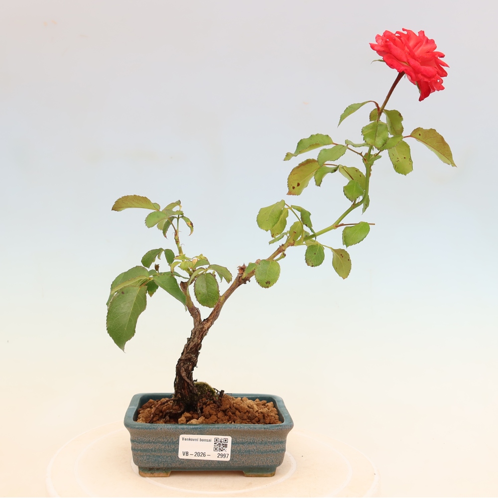 Bonsaï d'extérieur - Rosa Kordes - rose