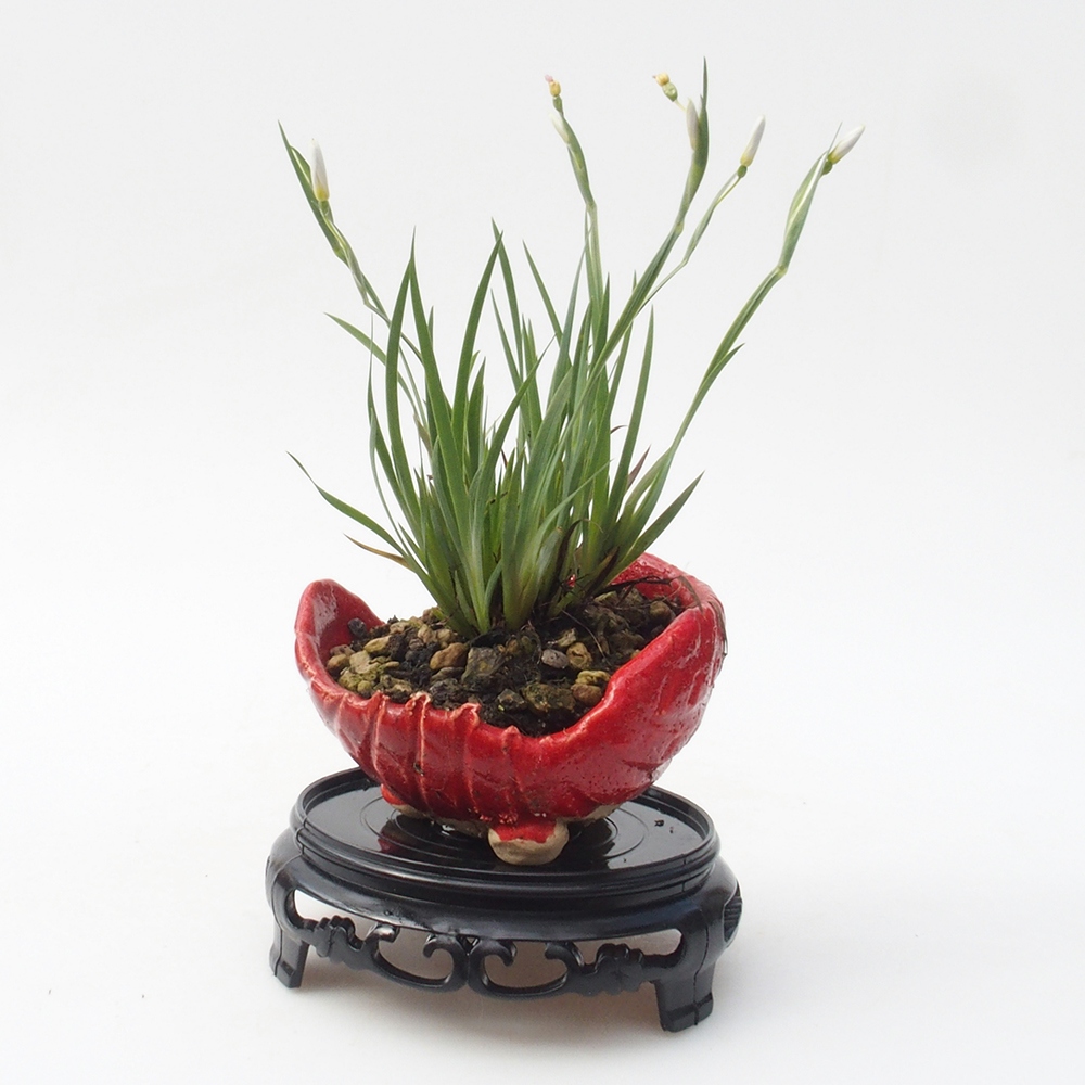 Table de bonsaï en plastique ronde 10 x 10 x 3,5 cm, noire