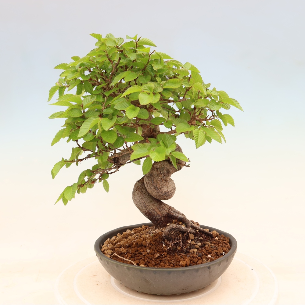 Bonsaï d'extérieur -Carpinus Coreana - Charme de Corée