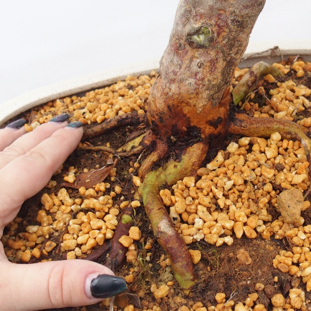 Bonsaï d'extérieur - Azalée japonaise - Azalea Hanatsuzuri