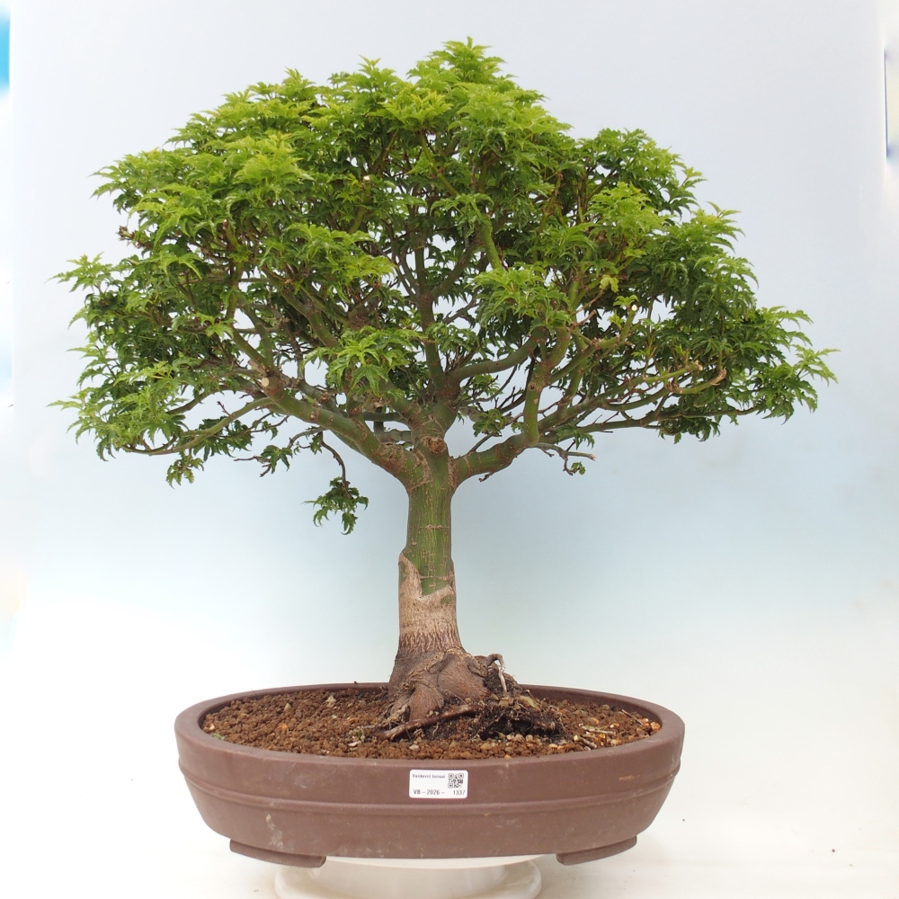 Bonsaï d'extérieur -Javor palm Acer palmatum Shishigashira