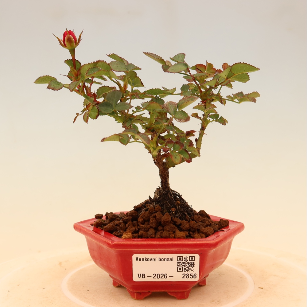 Bonsaï d'extérieur - Rosa Kordes - rose