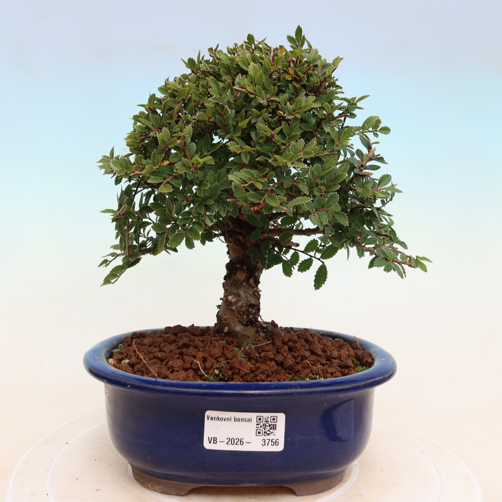 Bonsaï d'extérieur - Zelkova - Zelkova NIRE
