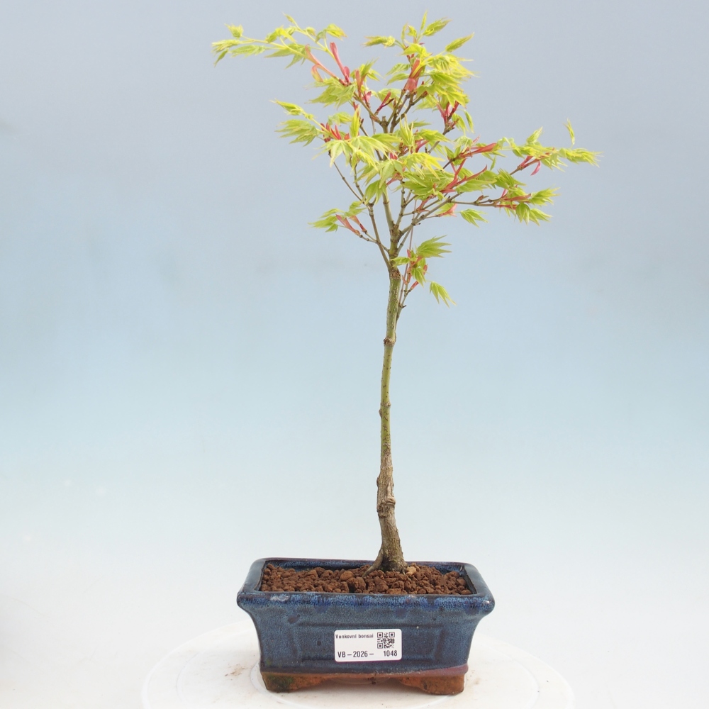 Acer palmatum Aureum - Érable doré