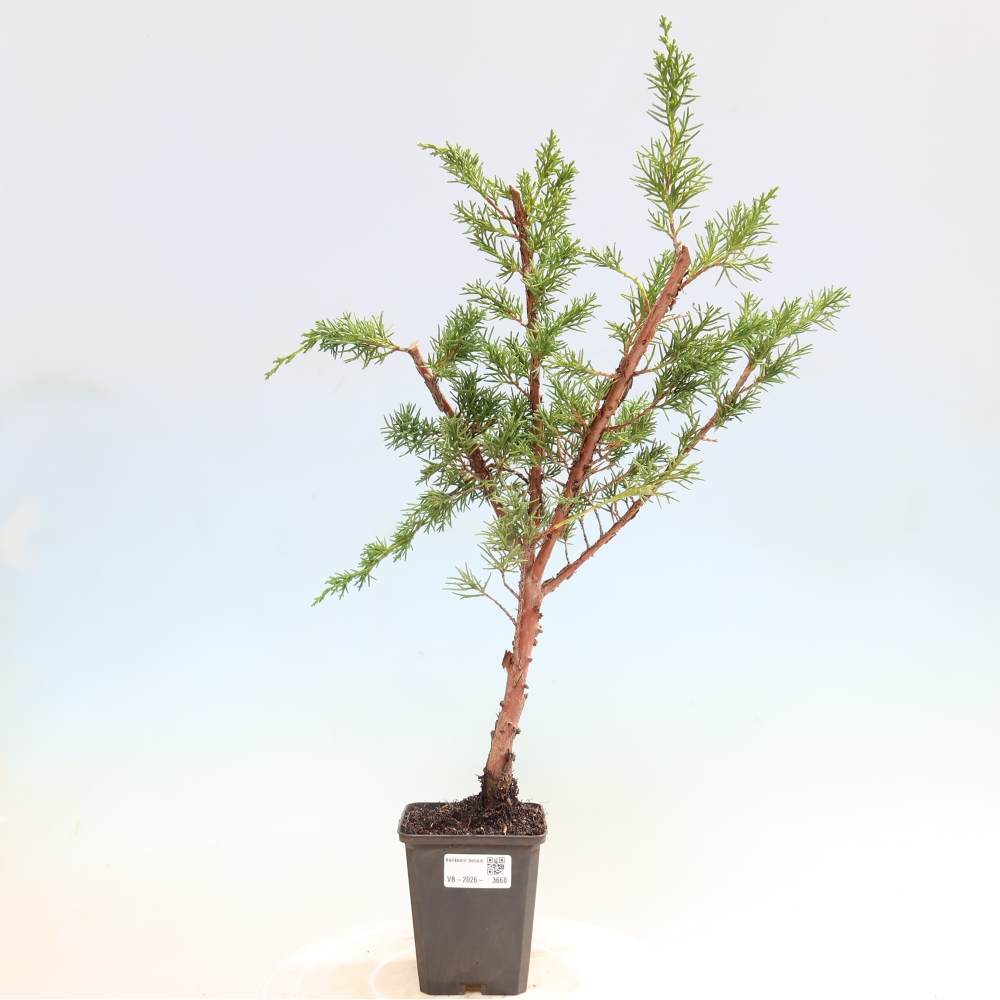 Bonsaï d'extérieur - Juniperus chinensis Kishu