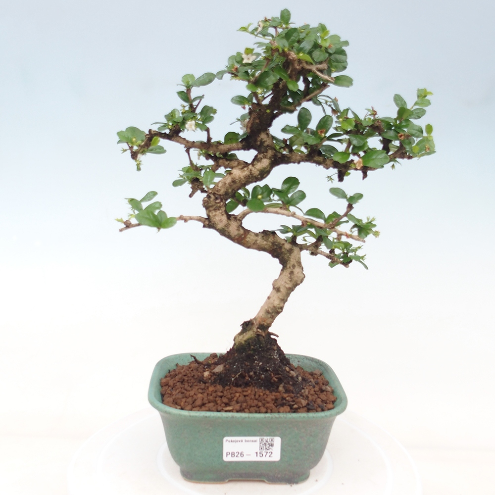 Bonsaï de chambre - Carmona macrophylla - Tea fuki