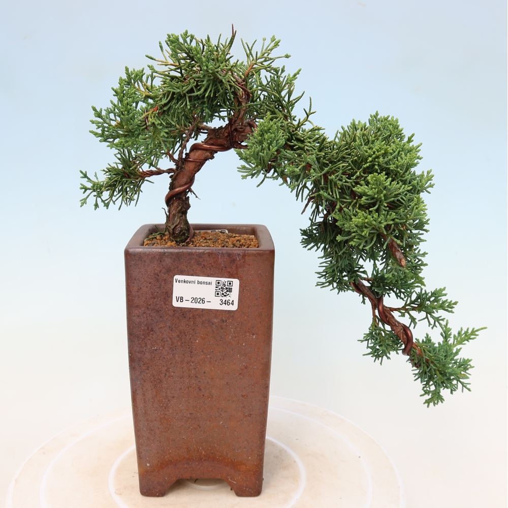 Bonsaï d'extérieur - Juniperus chinensis Kishu