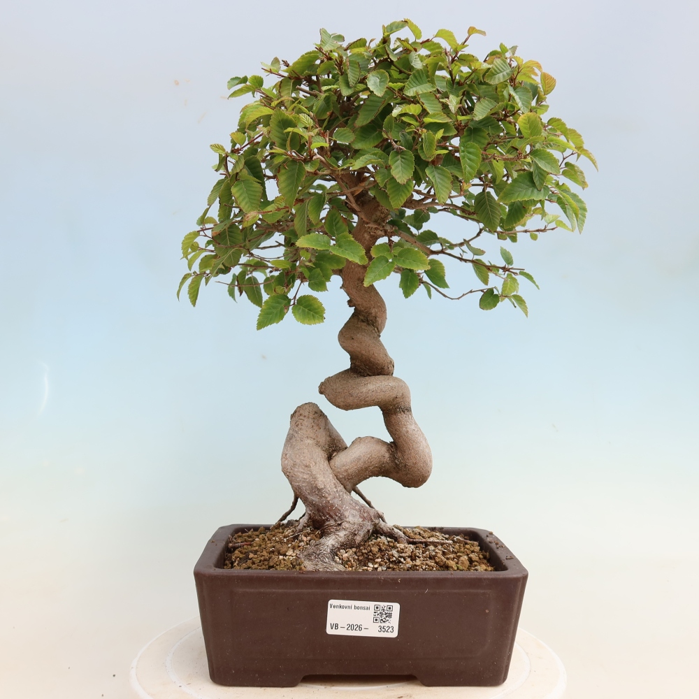 Bonsaï d'extérieur -Carpinus CARPINOIDES - Charme de Corée