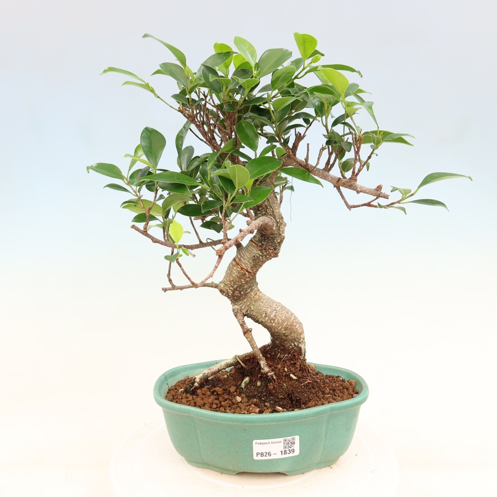 Salle bonsaï - Ficus retusa - ficus à petites feuilles