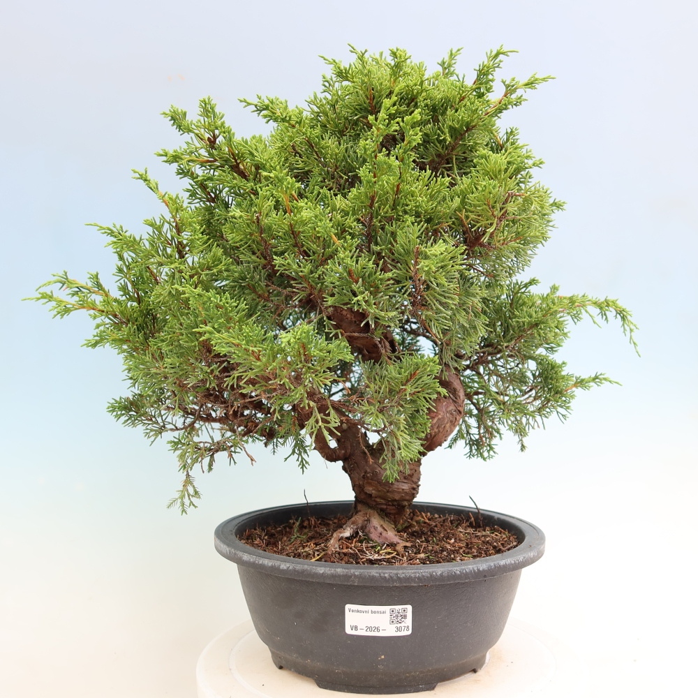 Bonsaï d'extérieur - Juniperus chinensis Itoigawa-Juniperus chinensis