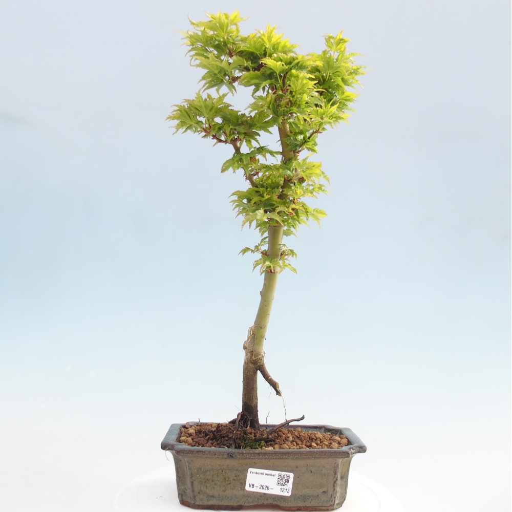 Bonsaï d'extérieur -Javor palm Acer palmatum Shishigashira