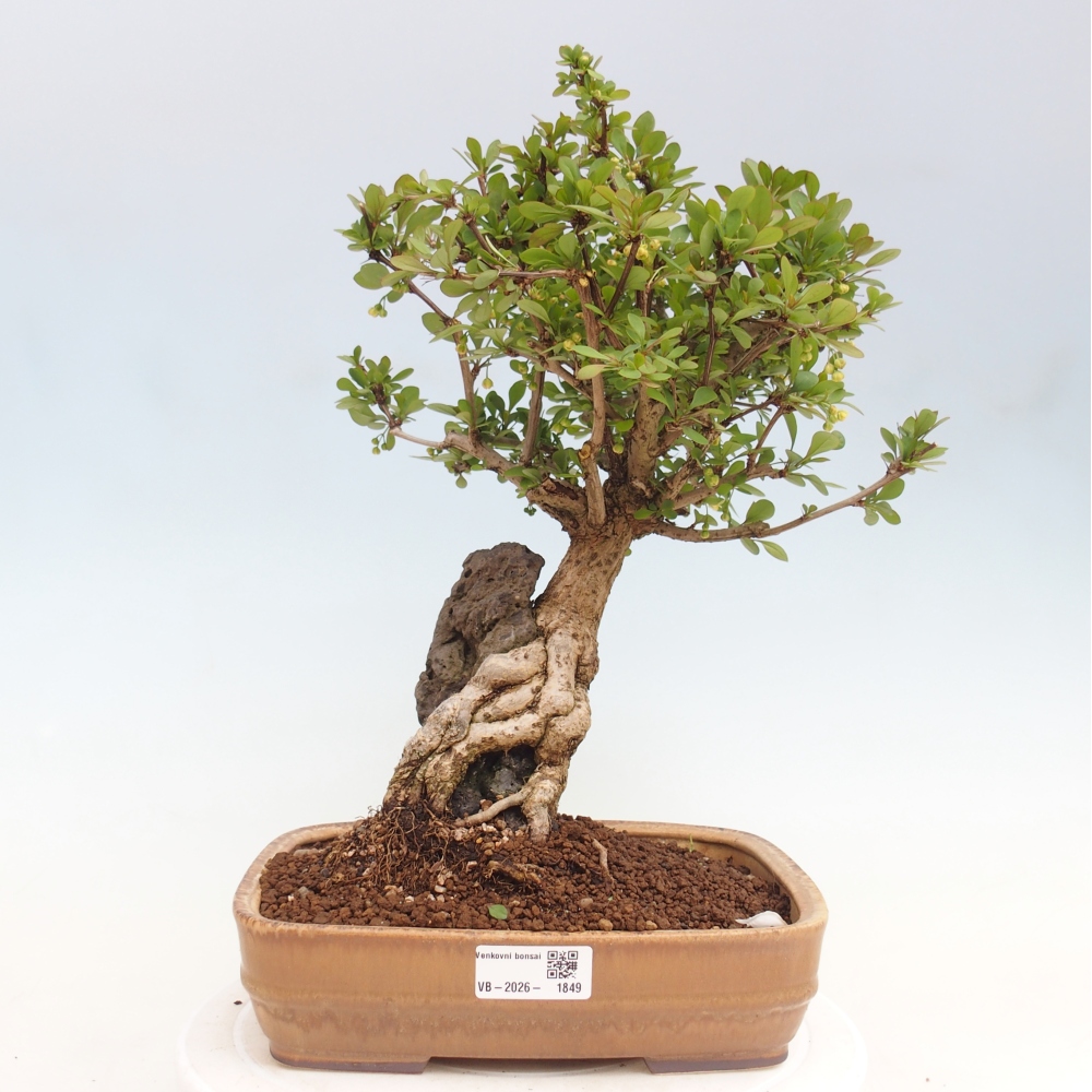 Bonsaï d'extérieur - Berberis coreana