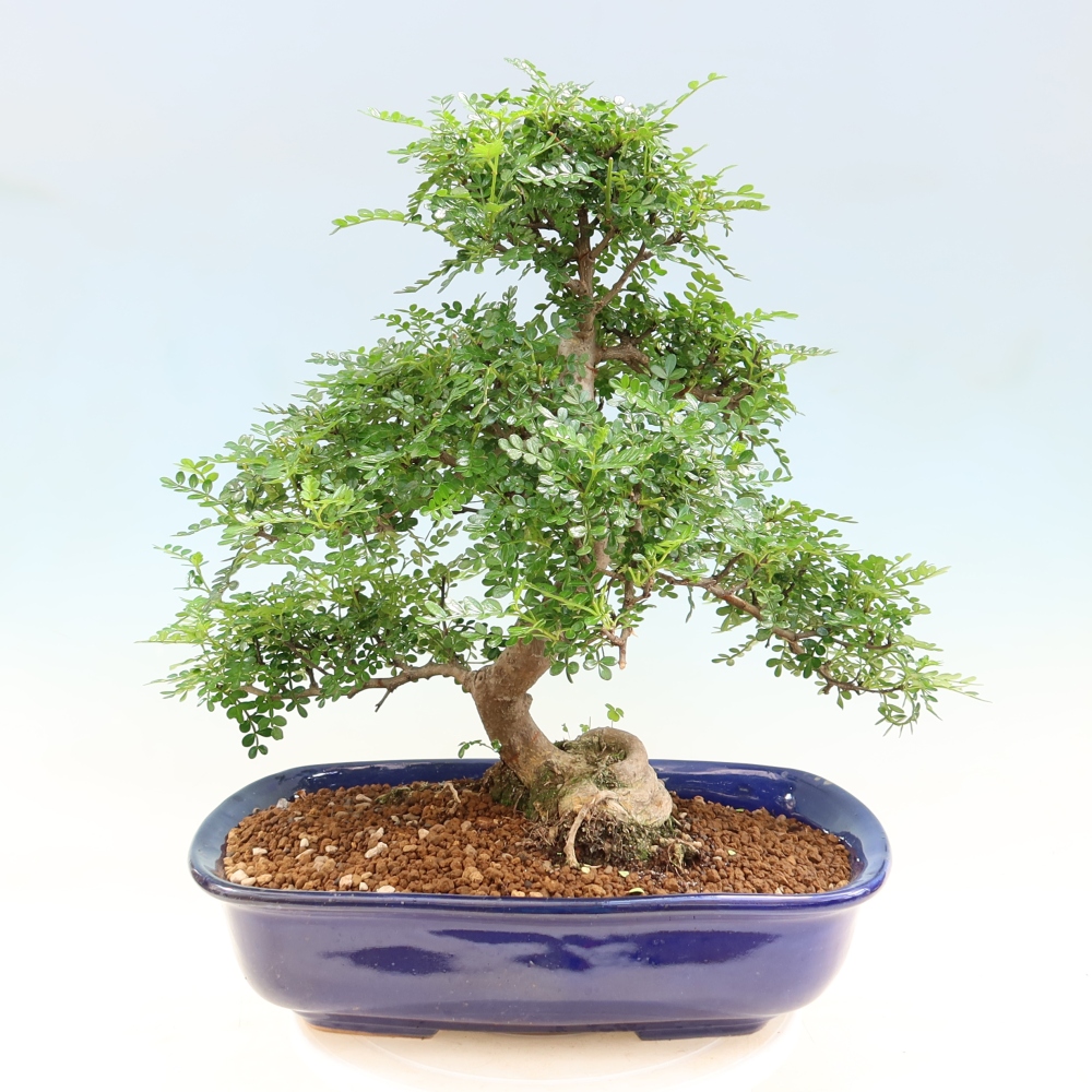 Salle bonsaï - Zantoxylum piperitum - arbre à poivre