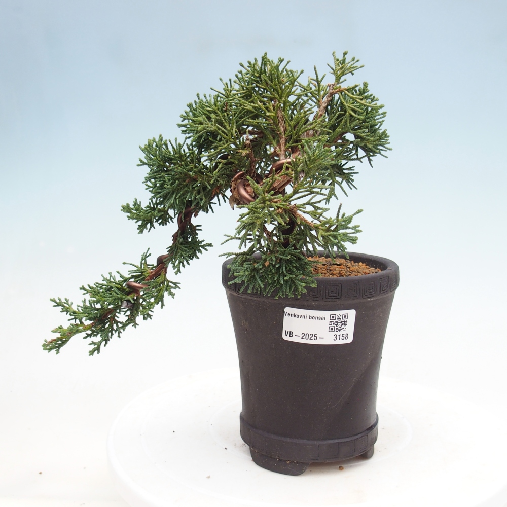Bonsaï d'extérieur - Juniperus chinensis Kishu