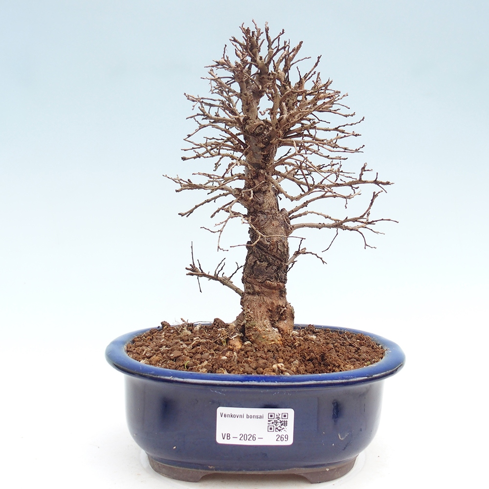 Bonsaï d'extérieur - Zelkova - Zelkova NIRE