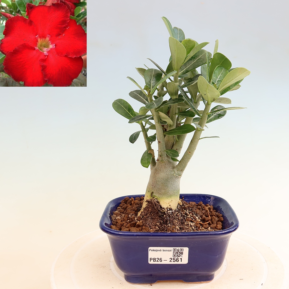 Bonsaï d'intérieur - Adenium obesum Red Star - Rose du désert