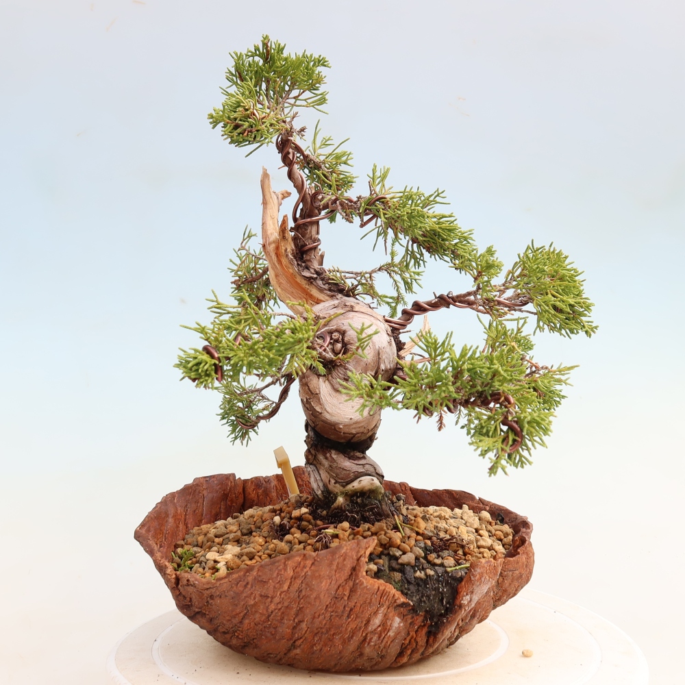 Bonsaï d'extérieur - Juniperus chinensis Itoigawa-Juniperus chinensis