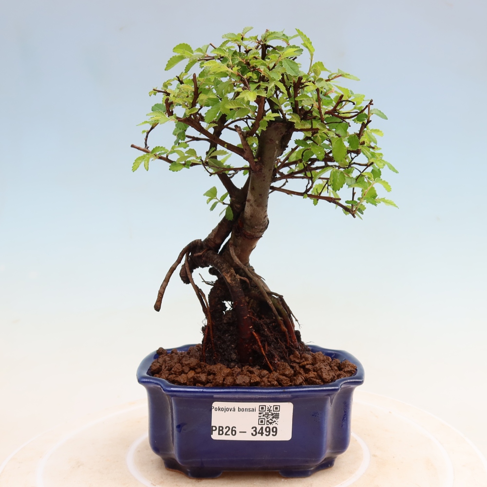 Bonsaï de chambre - Ulmus parvifolia - Orme à petites feuilles