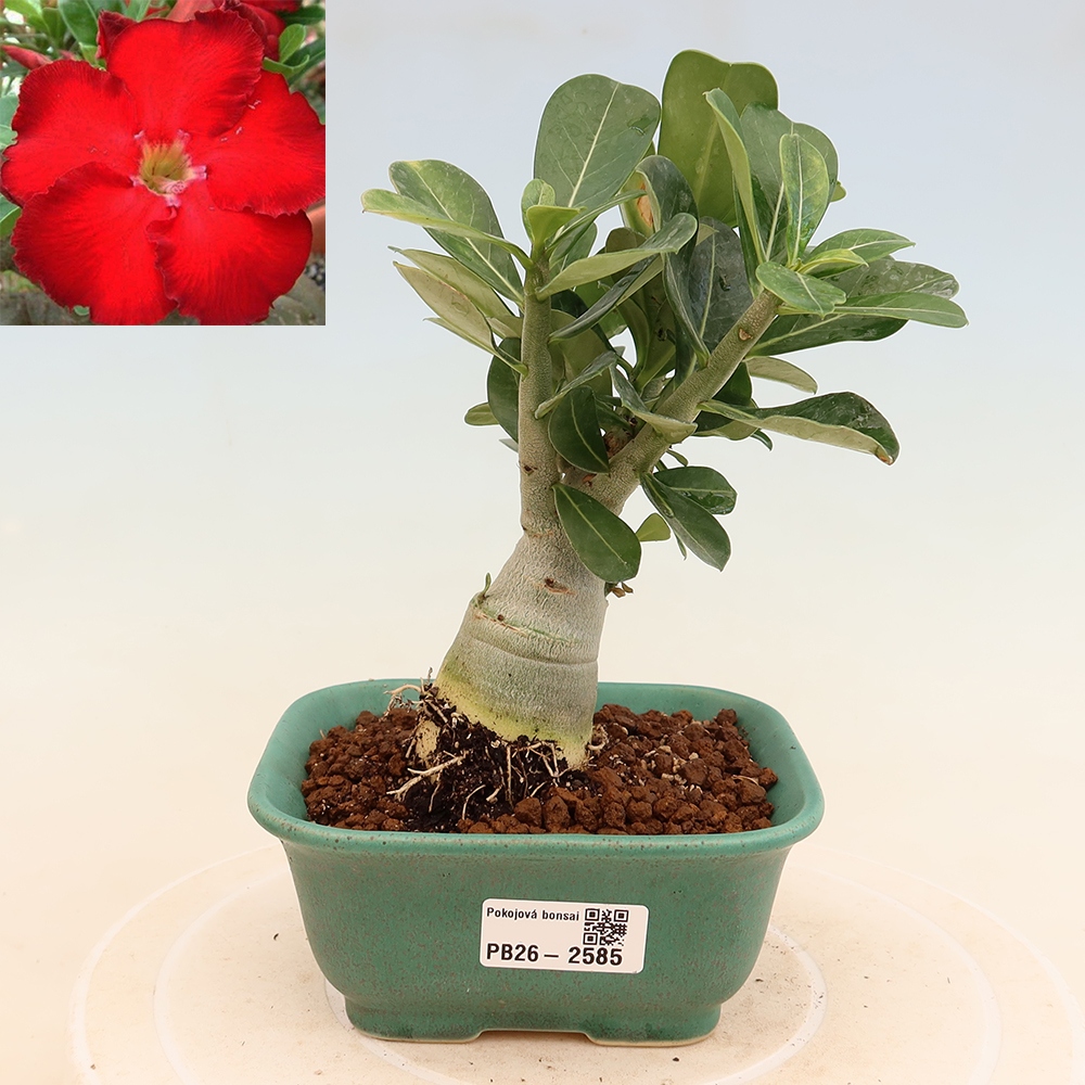 Bonsaï d'intérieur - Adenium obesum Red Star - Rose du désert