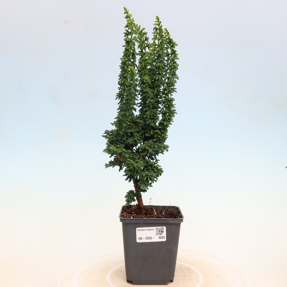 Bonsaï d'extérieur - Cham. obtusa SEKKA HINOKI - Cyprès