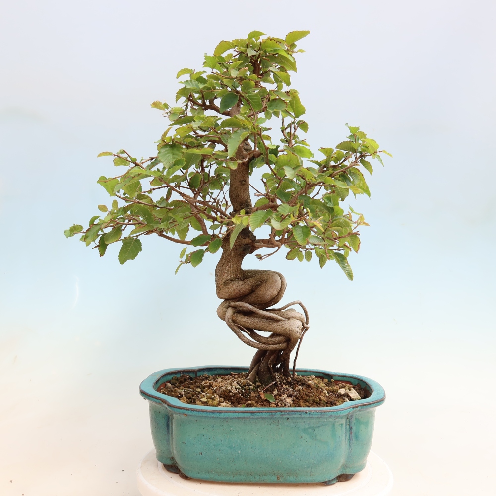 Bonsaï d'extérieur -Carpinus CARPINOIDES - Charme de Corée