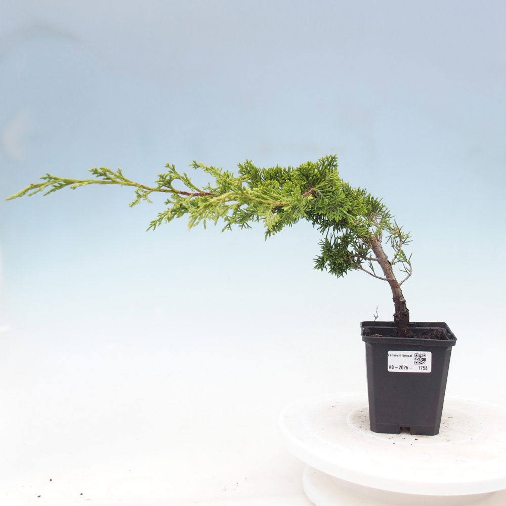 Bonsaï d'extérieur - Juniperus chinensis Itoigawa