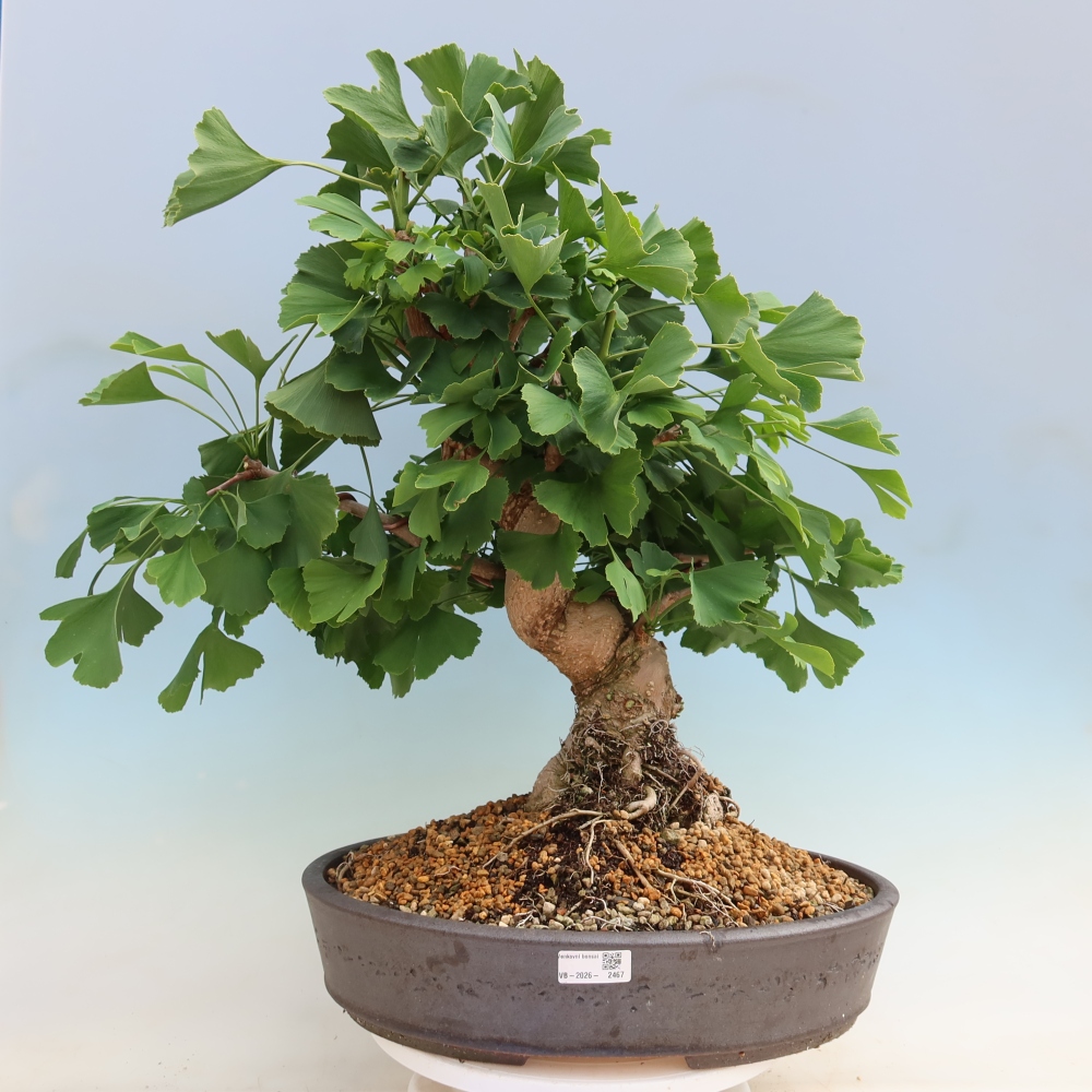 Bonsaïs d'extérieur - Ginkgo biloba - Ginkgo biloba
