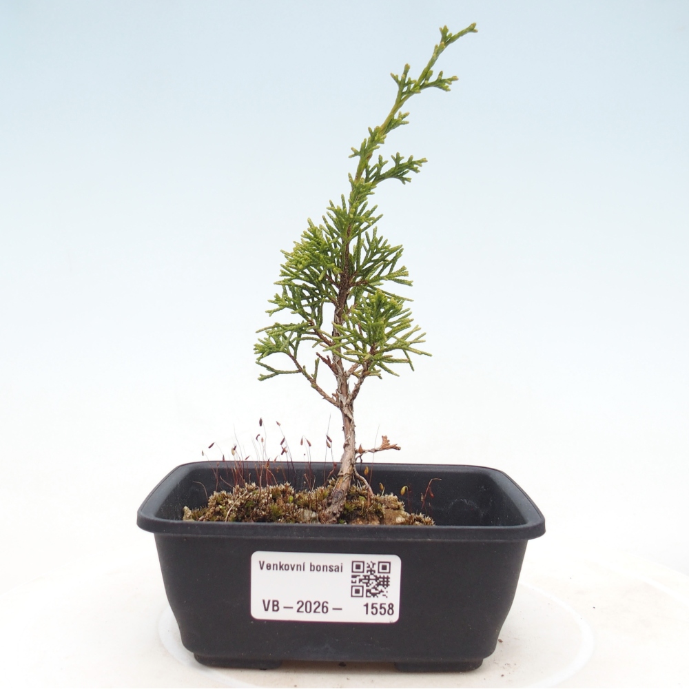 Bonsaï d'extérieur - Juniperus chinensis Itoigawa