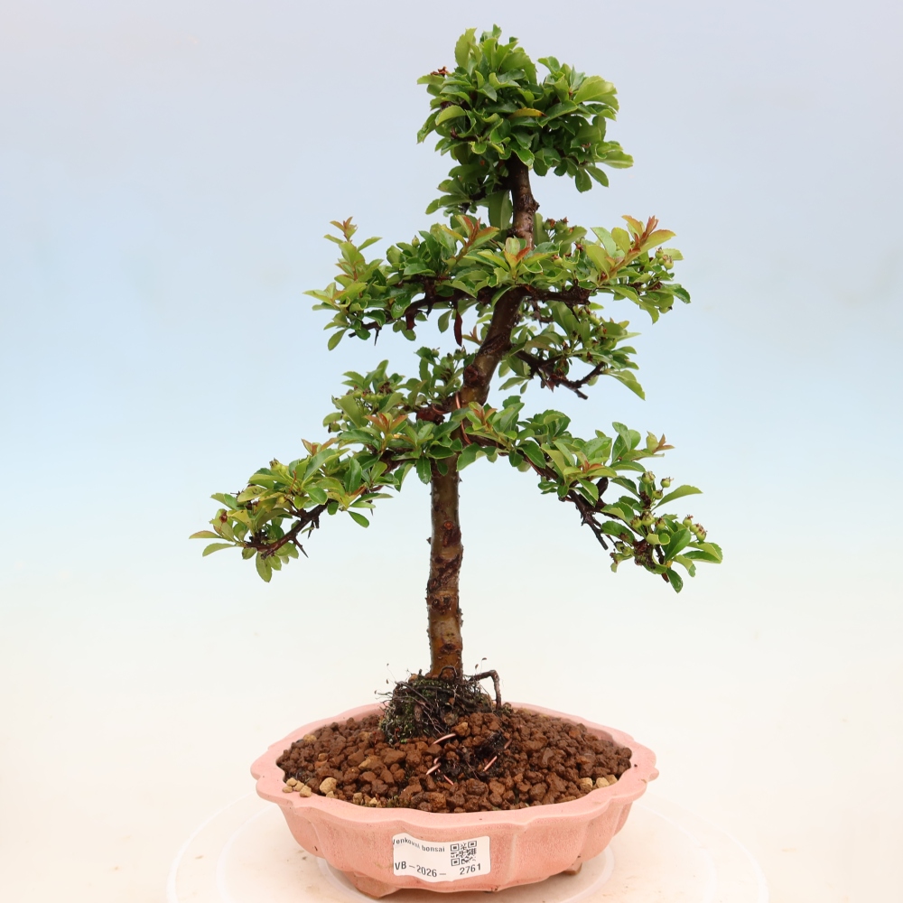 Bonsaï d'extérieur - Pyracantha teton - Pyracantha écarlate
