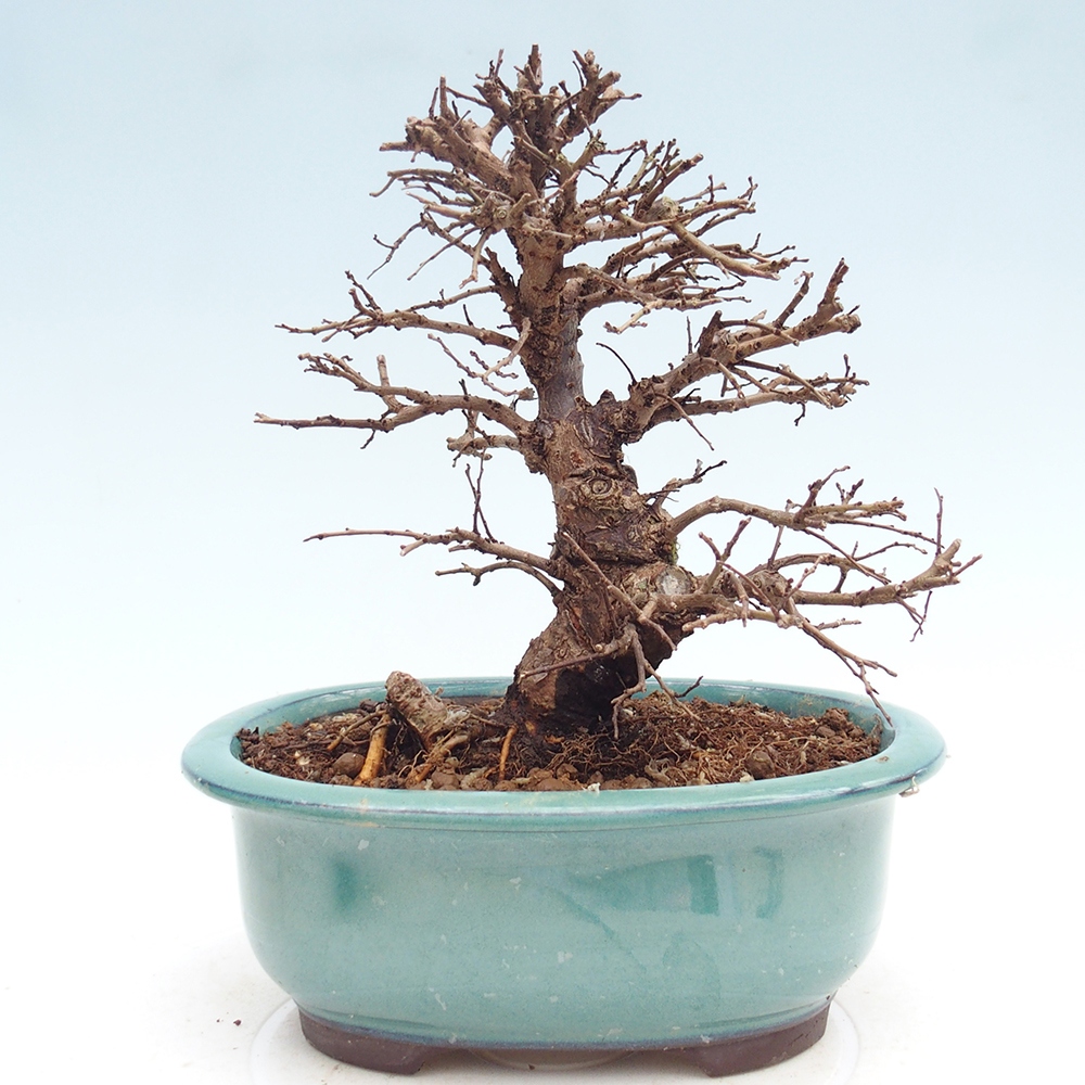 Bonsaï d'extérieur - Zelkova - Zelkova NIRE