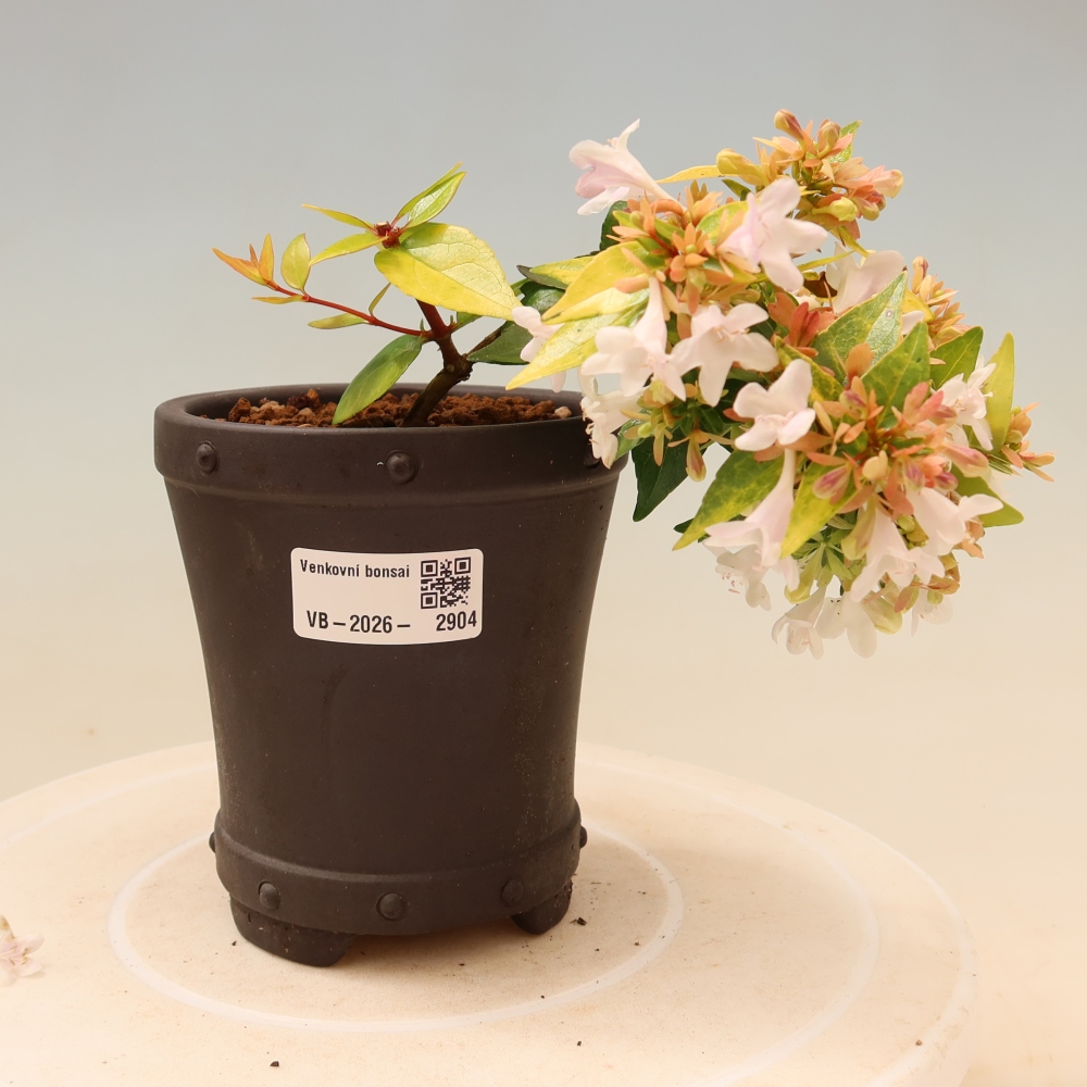 Bonsaï d'extérieur - Abelia gr. Kleidoscope - Abélie à grandes fleurs